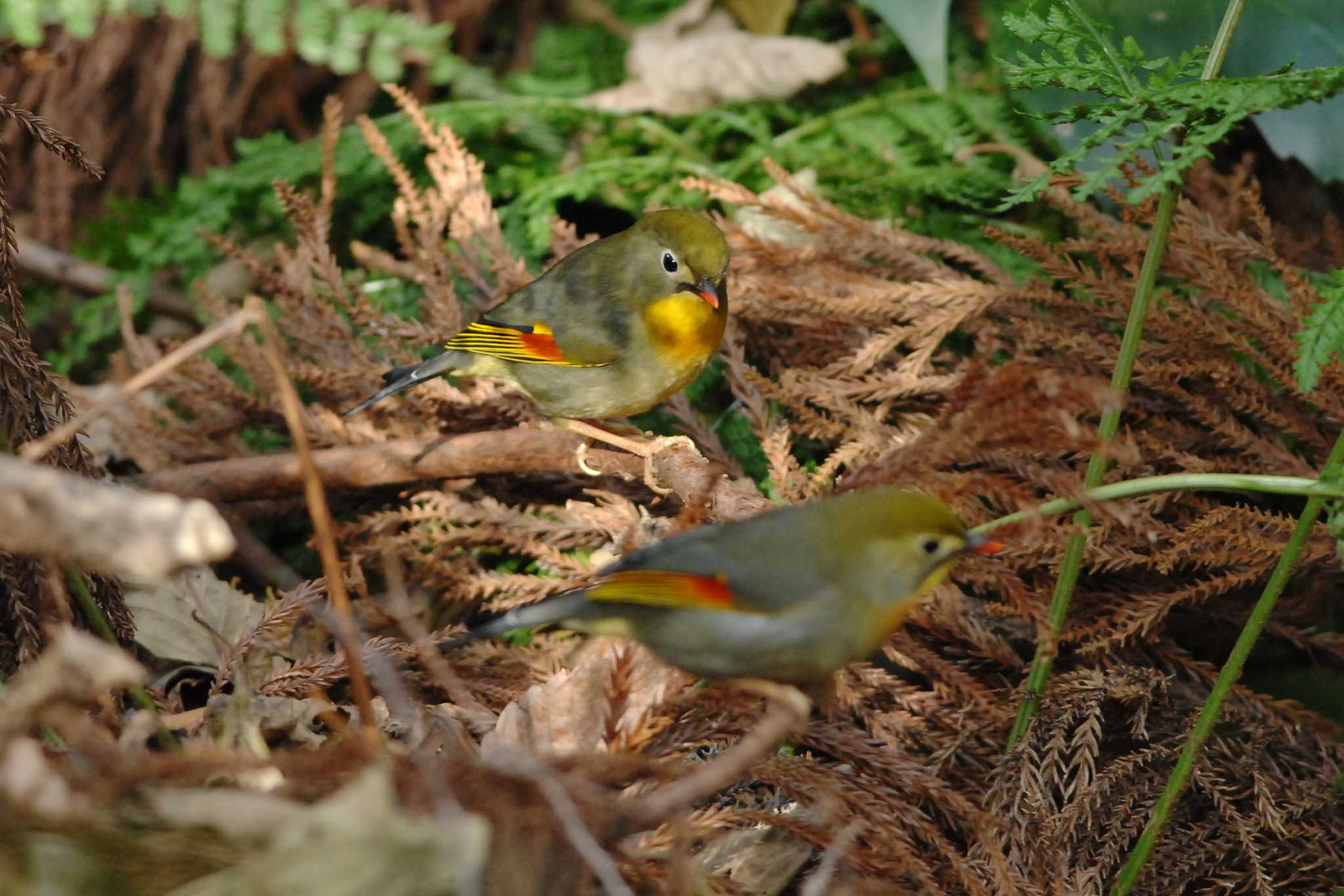 座間谷戸山公園 ソウシチョウの写真 by お気楽探鳥家