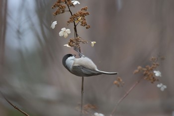 Willow Tit 山梨県富士山科学研究所 Tue, 2/25/2020