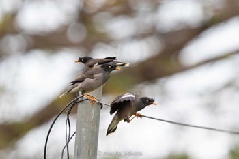 Jungle Myna