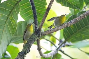 Fiji White-eye Taveuni Island Fri, 9/20/2019