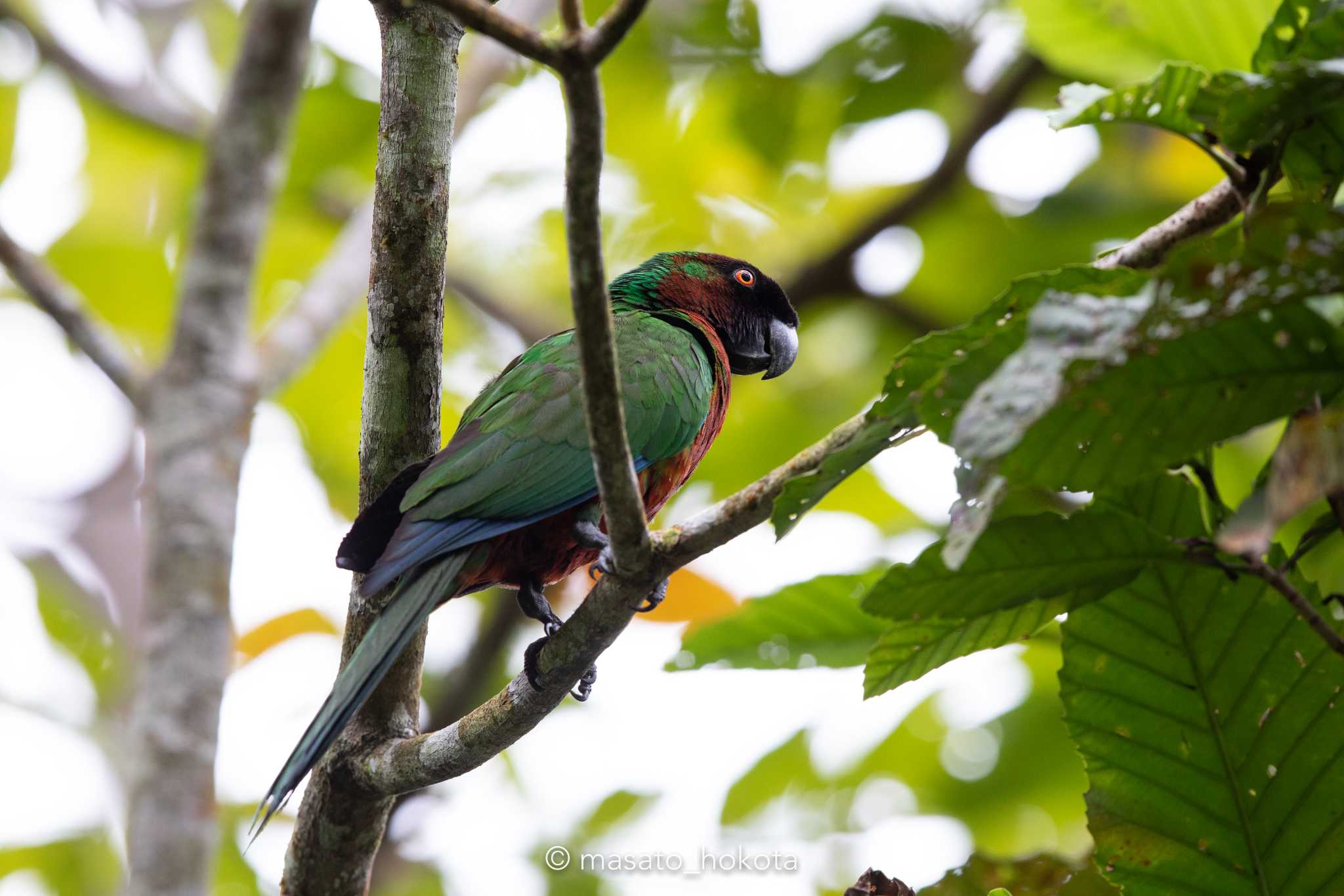 Photo of Maroon Shining Parrot at Colo-I-Suva Forest Park by Trio