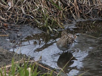 Common Snipe Nogawa Sat, 2/6/2016