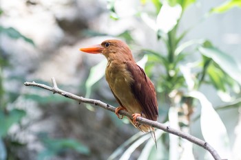 Ruddy Kingfisher Ueno Zoo Fri, 8/7/2015