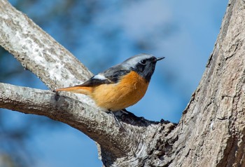 Daurian Redstart 井頭公園 Thu, 3/5/2020