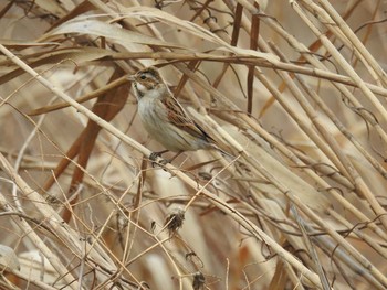 Sat, 3/7/2020 Birding report at 荒川河川敷