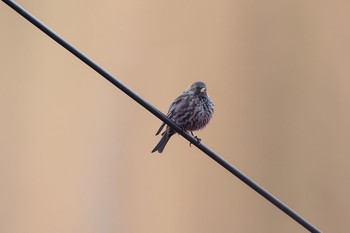 Asian Rosy Finch Unknown Spots Fri, 2/19/2016