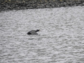 カワウ 荒川河川敷 2020年3月7日(土)