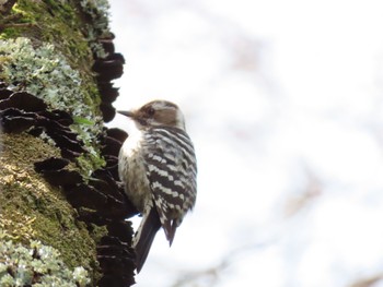 Cardinal Woodpecker