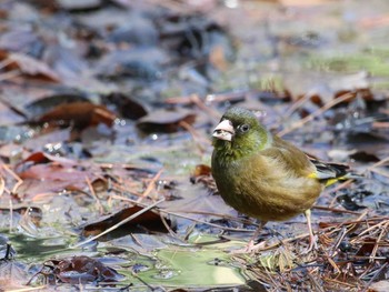 Grey-capped Greenfinch Shinjuku Gyoen National Garden Unknown Date