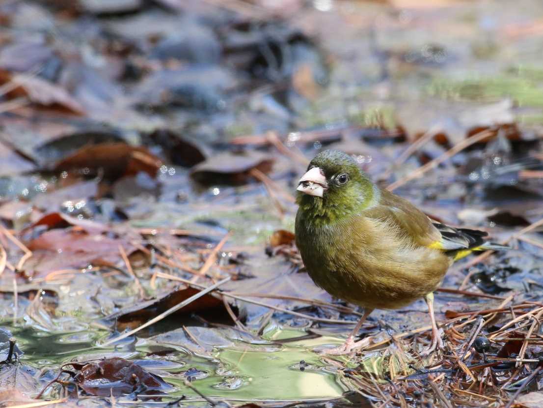 カワラヒワ