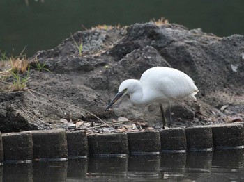 Little Egret Shinjuku Gyoen National Garden Unknown Date