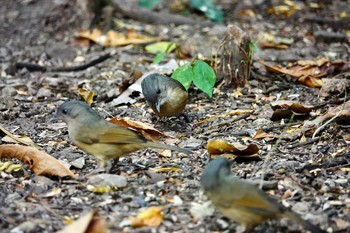 Brown-cheeked Fulvetta タイ中部 Sun, 2/9/2020