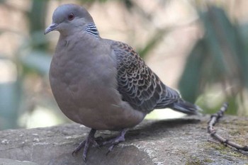 Oriental Turtle Dove Shinjuku Gyoen National Garden Unknown Date