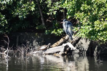 Grey Heron Shinjuku Gyoen National Garden Fri, 3/6/2020