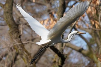 Great Egret Shinjuku Gyoen National Garden Sun, 3/1/2020