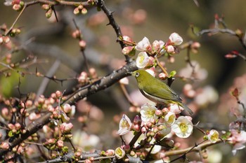 Warbling White-eye Shinjuku Gyoen National Garden Fri, 3/6/2020