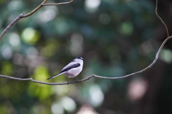 Long-tailed Tit Shinjuku Gyoen National Garden Sun, 3/1/2020