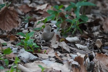 Hawfinch Shinjuku Gyoen National Garden Sun, 3/1/2020