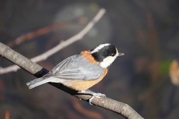 Varied Tit Shinjuku Gyoen National Garden Fri, 3/6/2020