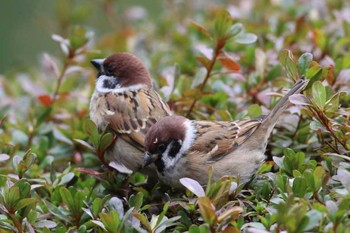 Eurasian Tree Sparrow Shinjuku Gyoen National Garden Unknown Date