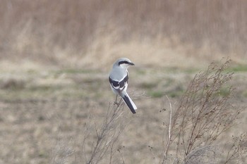 オオカラモズ 見沼たんぼ 2020年3月9日(月)