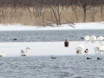 2020年3月8日(日) ウトナイ湖の野鳥観察記録