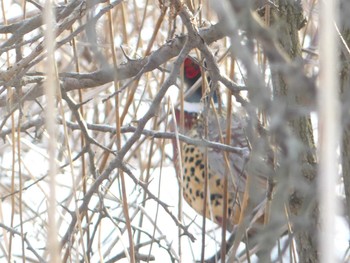 勇払原野の野鳥情報 バードウォッチングならzoopicker