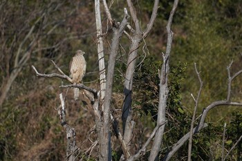 Eurasian Goshawk Kasai Rinkai Park Mon, 2/24/2020