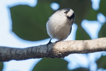 Long-tailed Tit 都立芦花公園 Thu, 1/4/2018