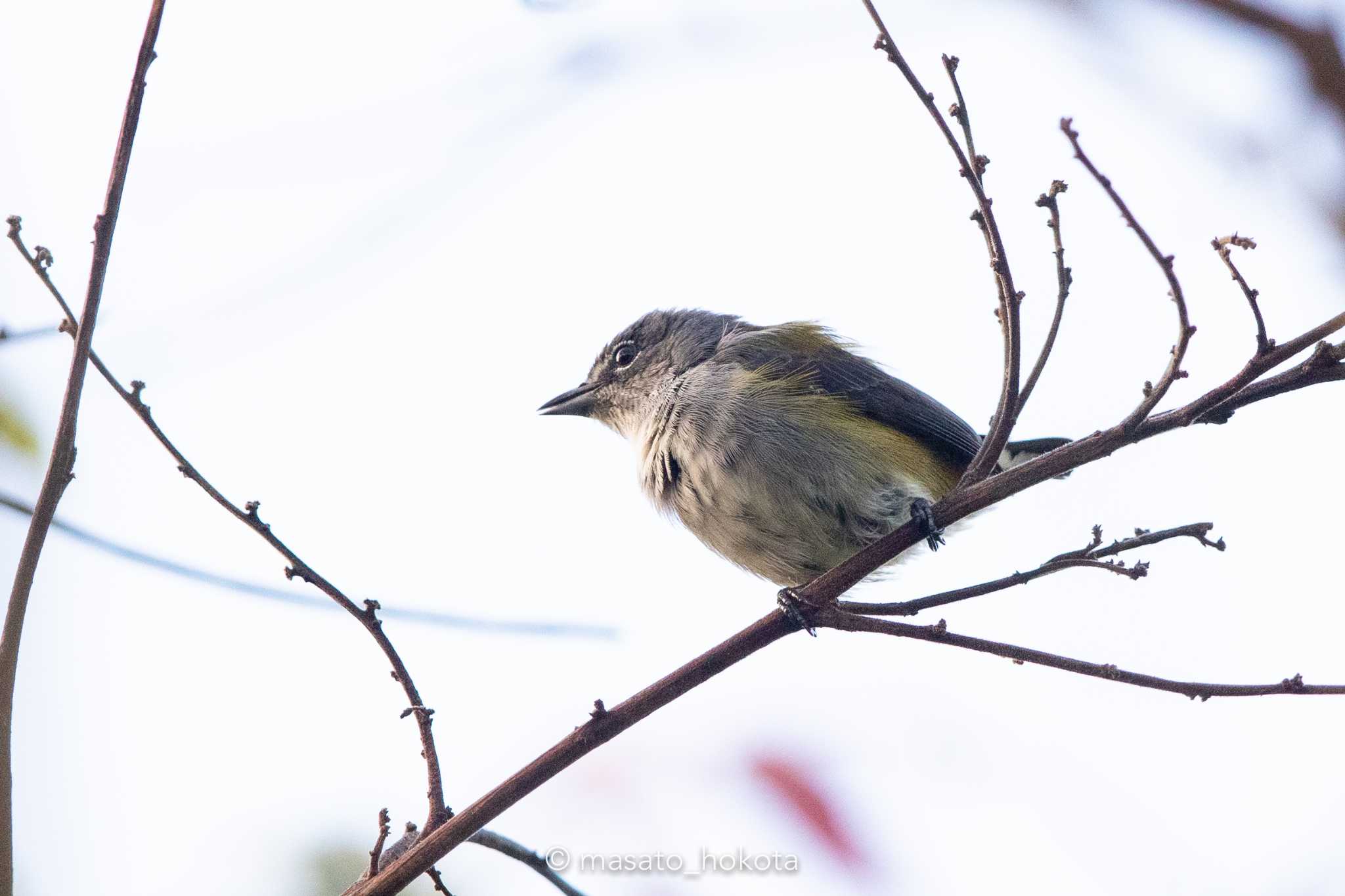 Binagara(halmahera) ハルマヘラハナドリの写真 by Trio