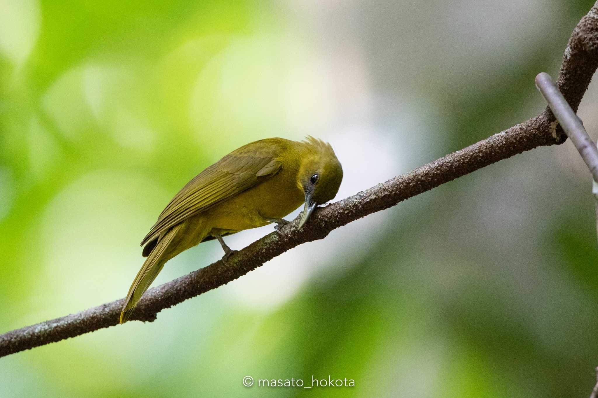 Binagara(halmahera) ハルマヘラキンイロヒヨドリの写真 by Trio