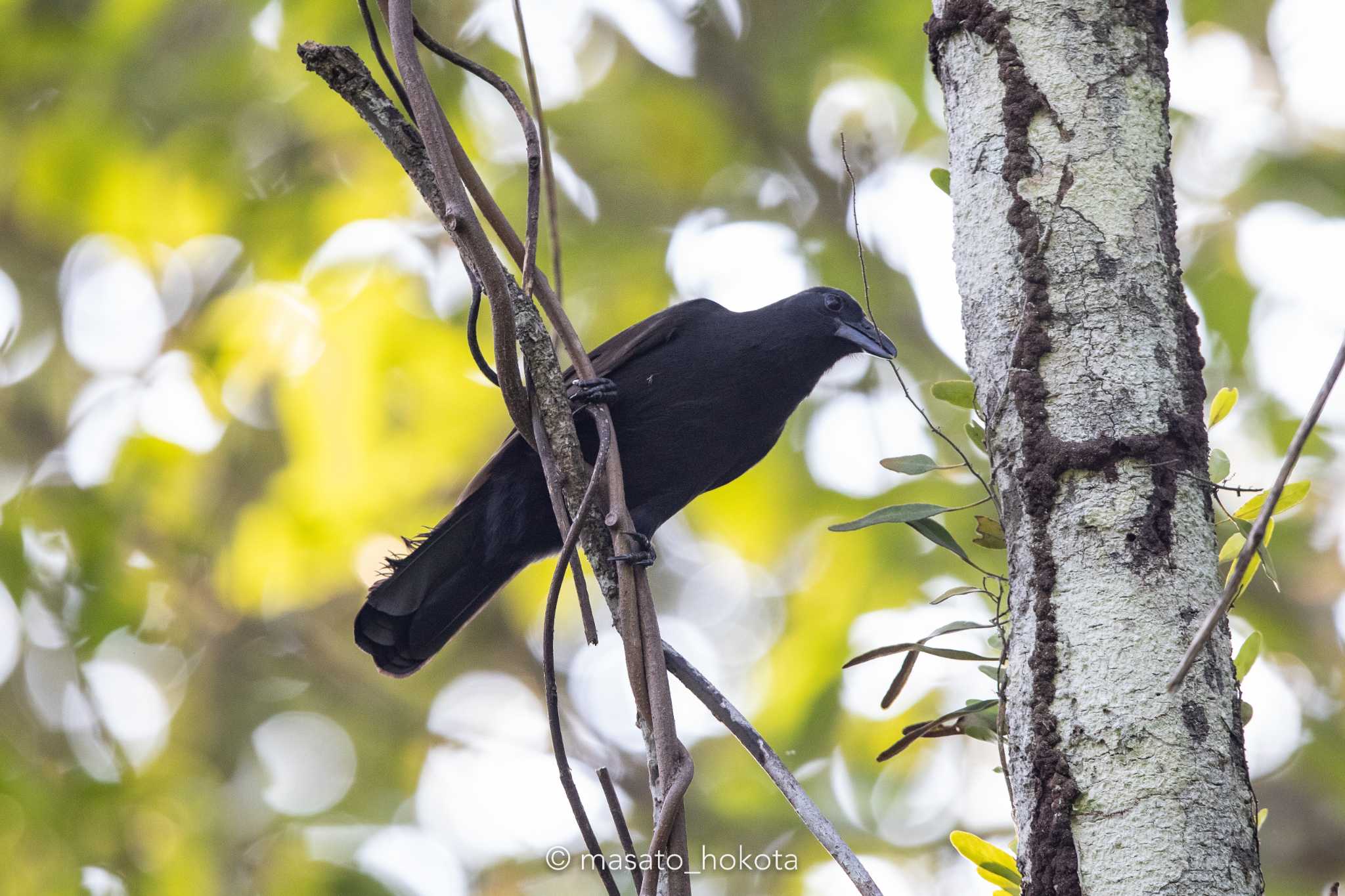 Halmahera Paradise-crow