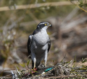 Eurasian Goshawk 東京都多摩地域 Wed, 2/12/2020