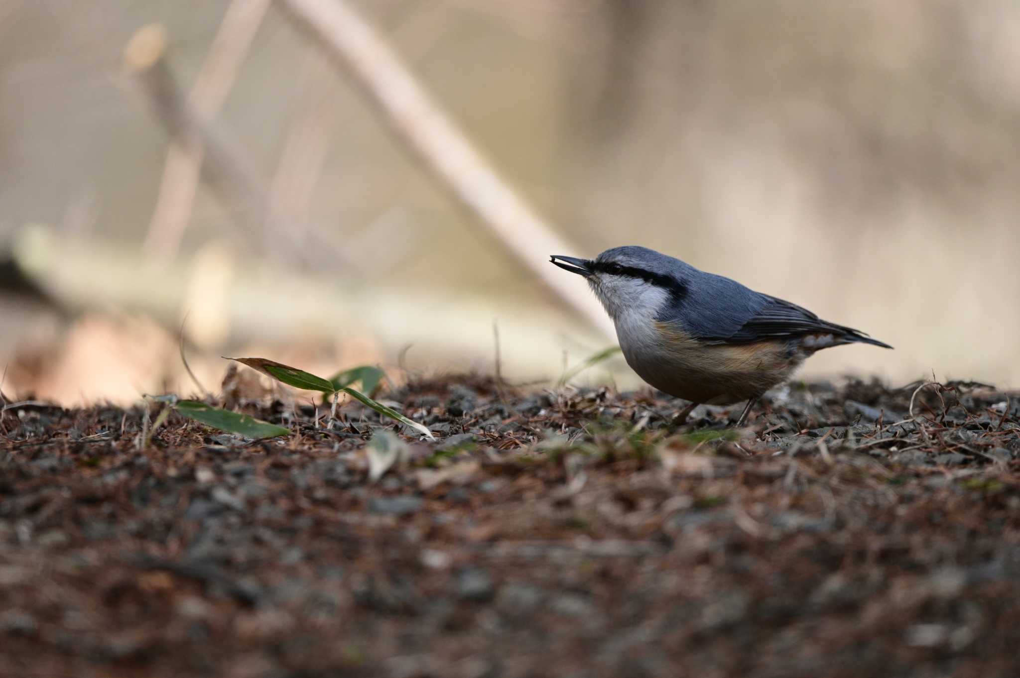 Eurasian Nuthatch