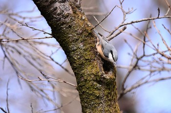 Eurasian Nuthatch Saitama Prefecture Forest Park Sun, 2/23/2020