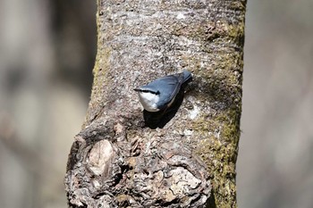 Eurasian Nuthatch Saitama Prefecture Forest Park Sun, 2/23/2020