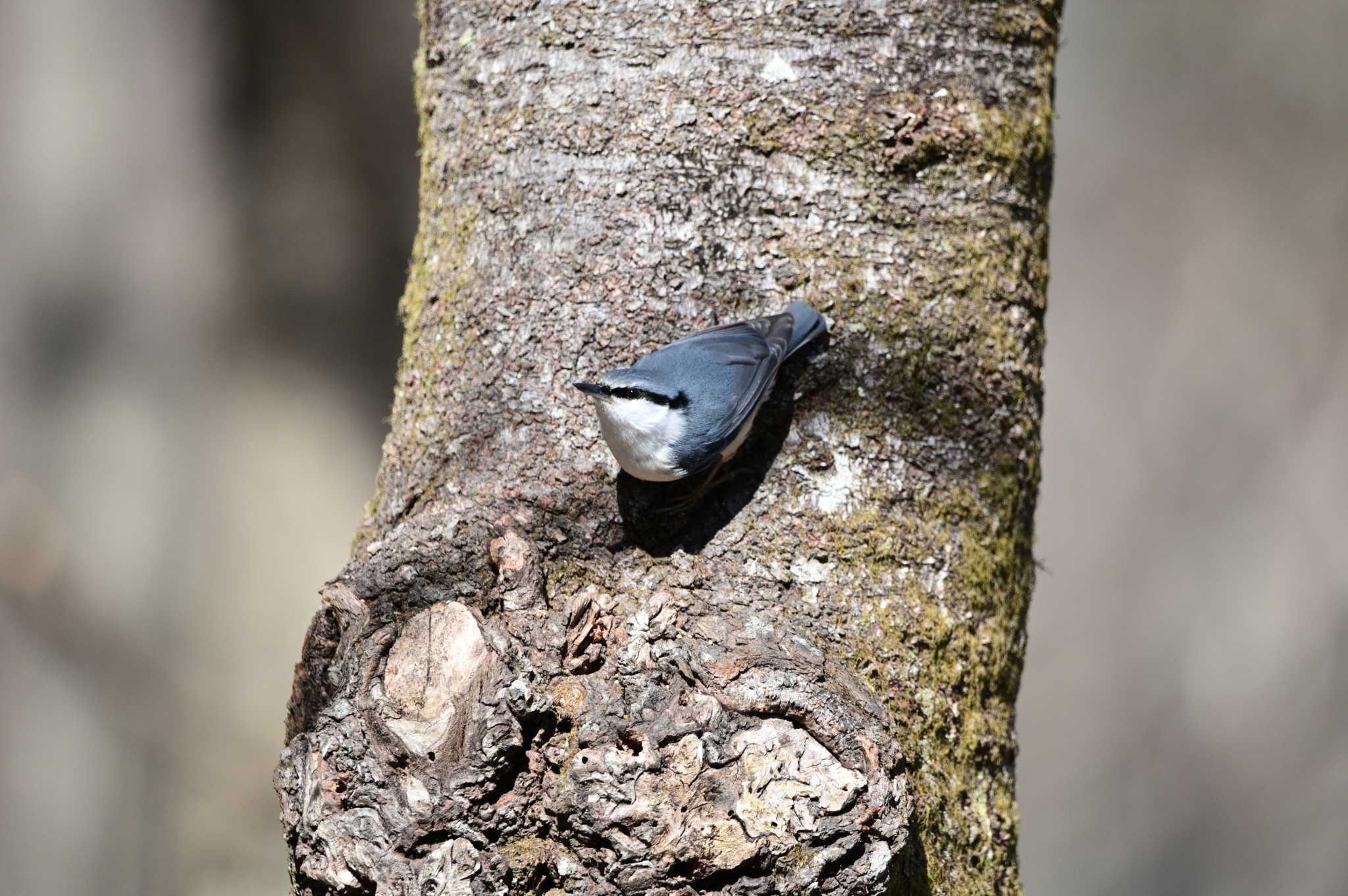 Eurasian Nuthatch