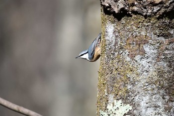 Eurasian Nuthatch Saitama Prefecture Forest Park Sun, 2/23/2020