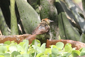 Pin-striped Tit-Babbler trat タイ Sat, 3/19/2016