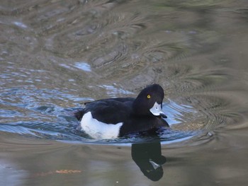 Tufted Duck Shinjuku Gyoen National Garden Unknown Date