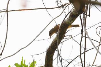 Rufous Shrikethrush Iron Range National Park Tue, 10/15/2019