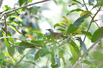 Tawny-breasted Honeyeater Iron Range National Park Tue, 10/15/2019