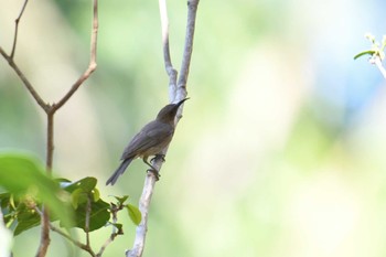 Dusky Myzomela Iron Range National Park Tue, 10/15/2019