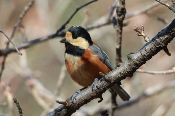 Varied Tit Shinjuku Gyoen National Garden Unknown Date