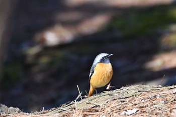 Daurian Redstart 井頭公園 Thu, 3/5/2020