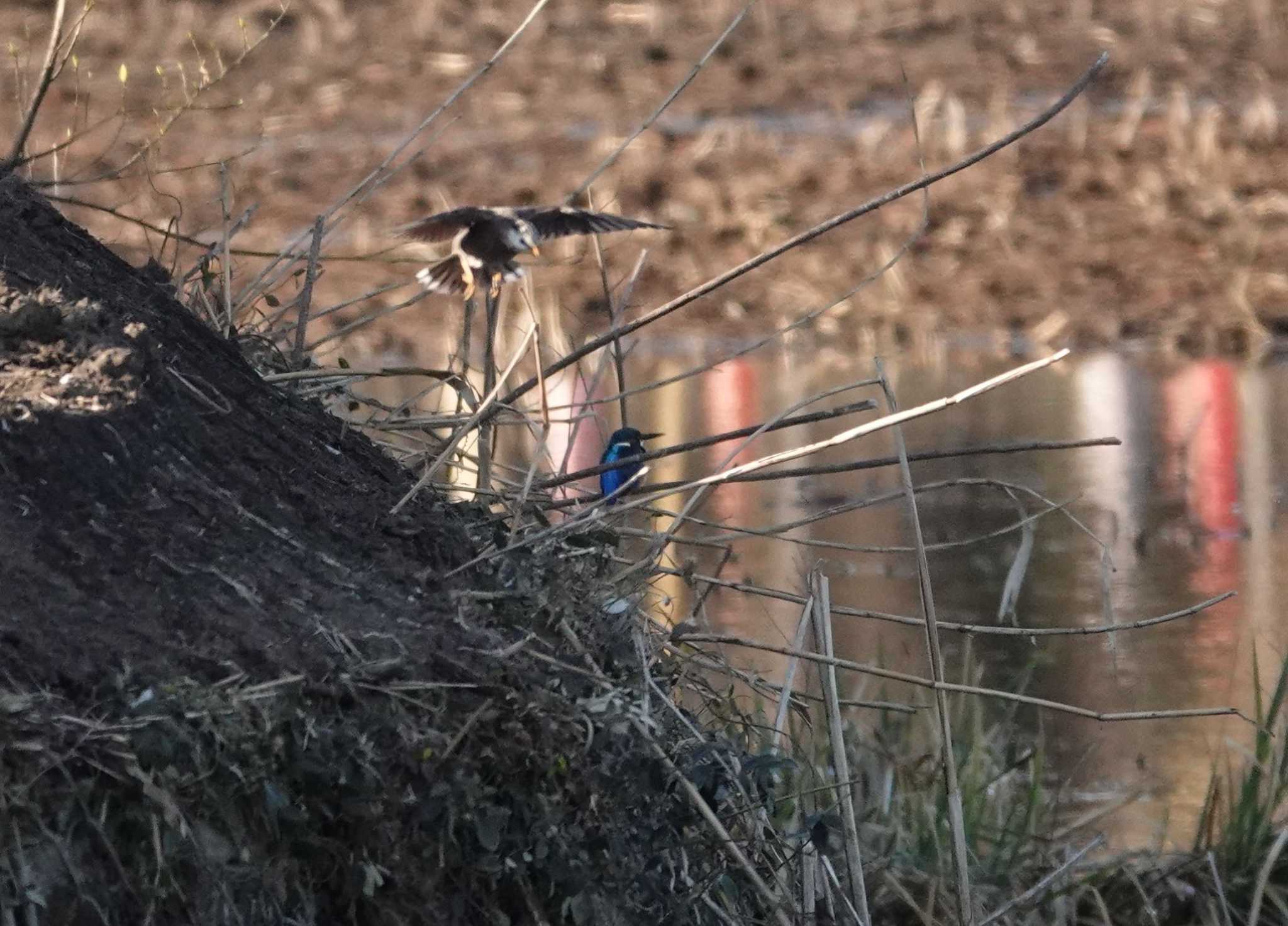 カワセミ