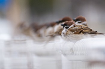 Eurasian Tree Sparrow Unknown Spots Unknown Date