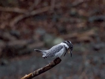 Crested Kingfisher 神奈川　湖 Sat, 2/20/2016