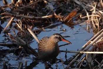 2020年1月20日(月) 埼玉県の野鳥観察記録