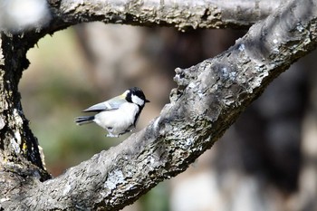 Japanese Tit 梅林公園 Sun, 2/23/2020